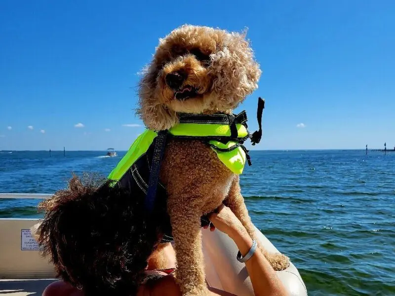 small dog sitting on the bow of a pontoon in destin harbor