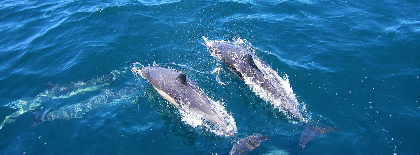 miramar dolphin tour